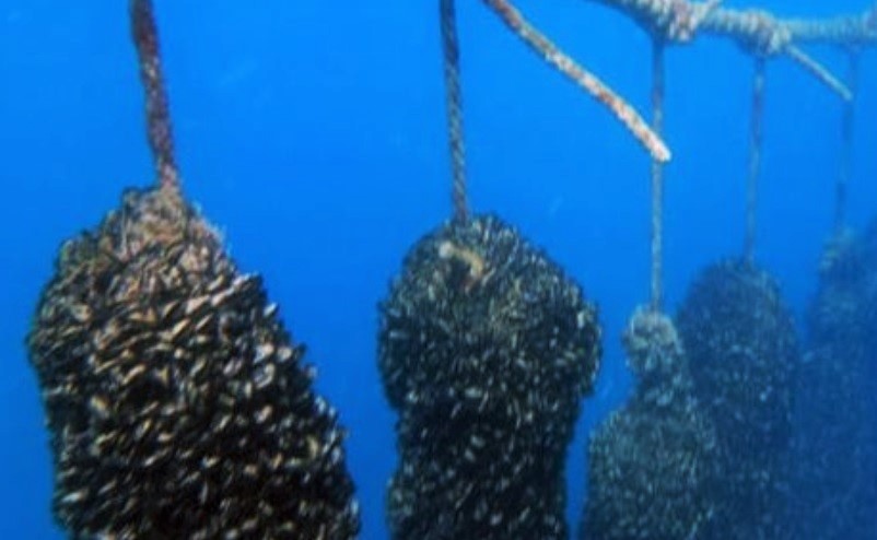 Sul Informação - Vila do Bispo unânime a contestar projeto de aquacultura em Sagres