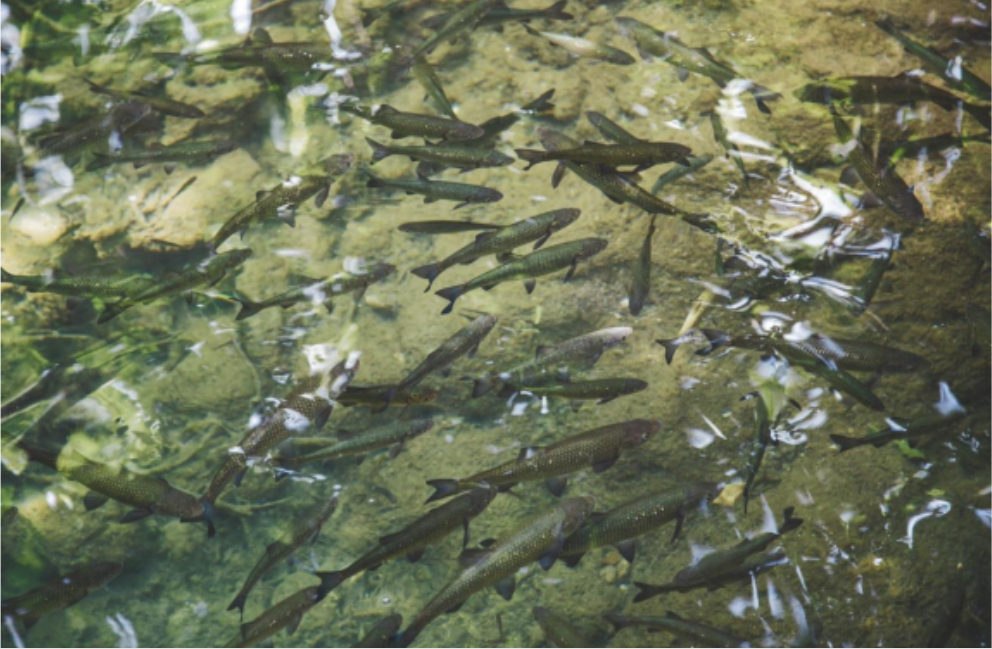Sul Informação - CCMAR representa Portugal em dois projetos europeus de aquacultura