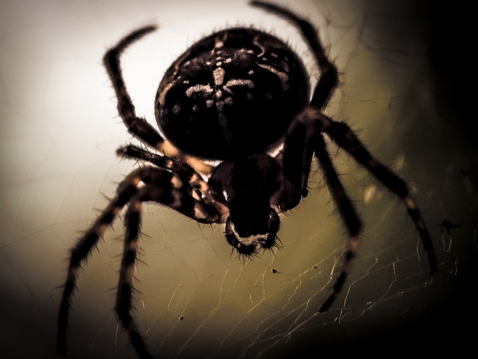Sul Informação - Centro Ciência Viva do Algarve mostra “O Fascinante Mundo das Aranhas e dos Escopiões”