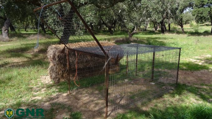 Sul Informação - GNR apreendeu armadilhas para javalis no concelho de Ferreira do Alentejo