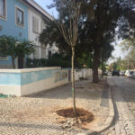 Sul Informação - Câmara de Faro planta 412 árvores