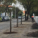 Sul Informação - Câmara de Faro planta 412 árvores