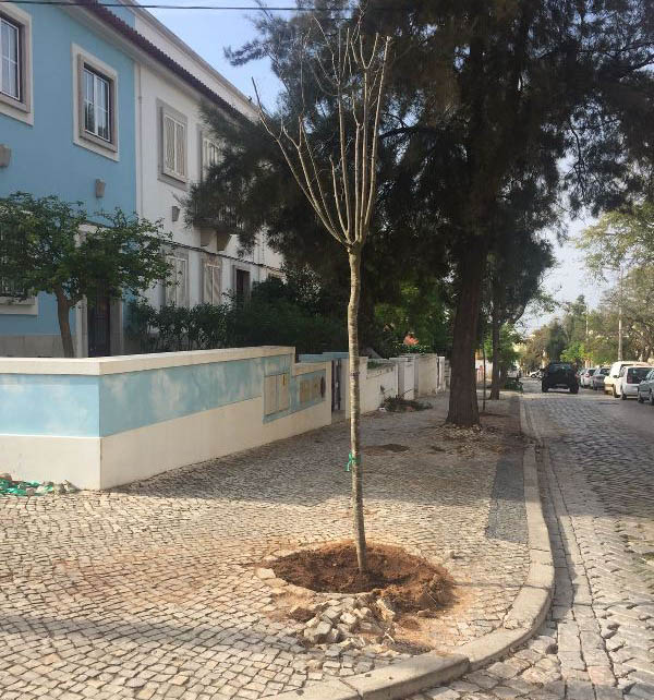 Sul Informação - Câmara de Faro planta 412 árvores