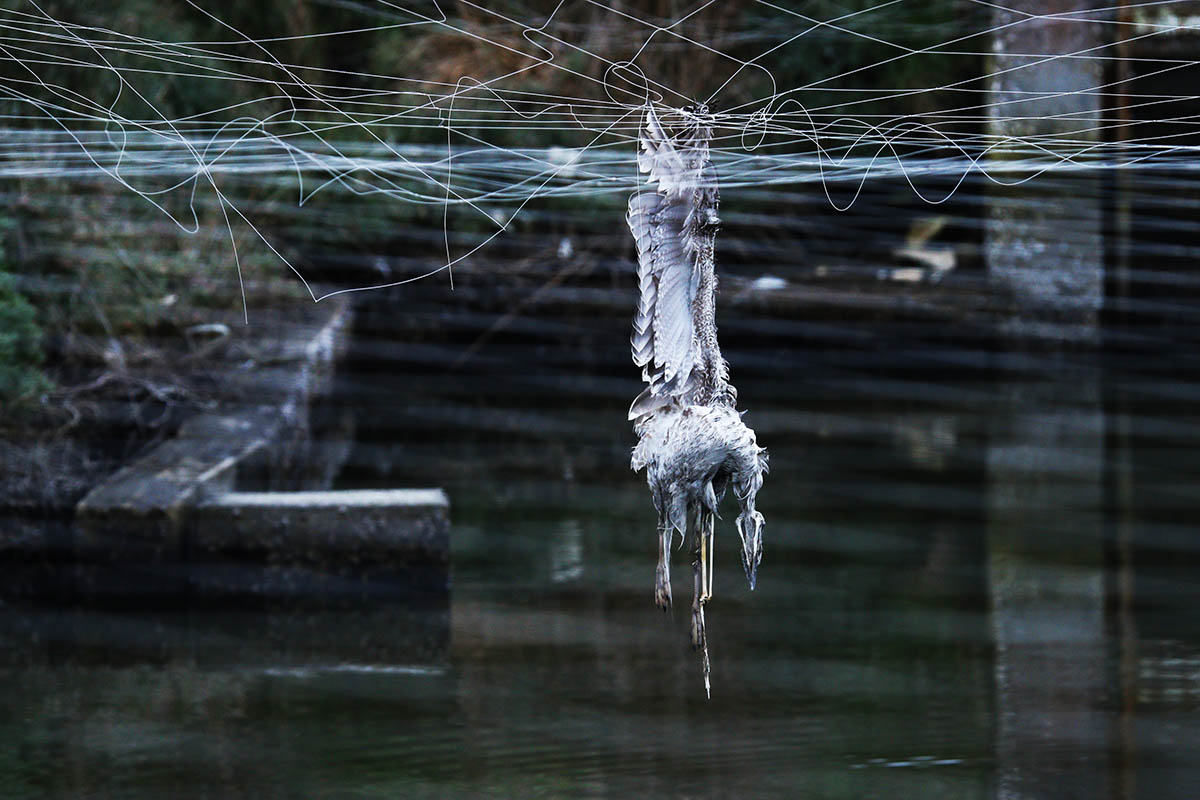 Sul Informação - SPEA denuncia que aves continuam a morrer nas aquaculturas «perante inação das autoridades»