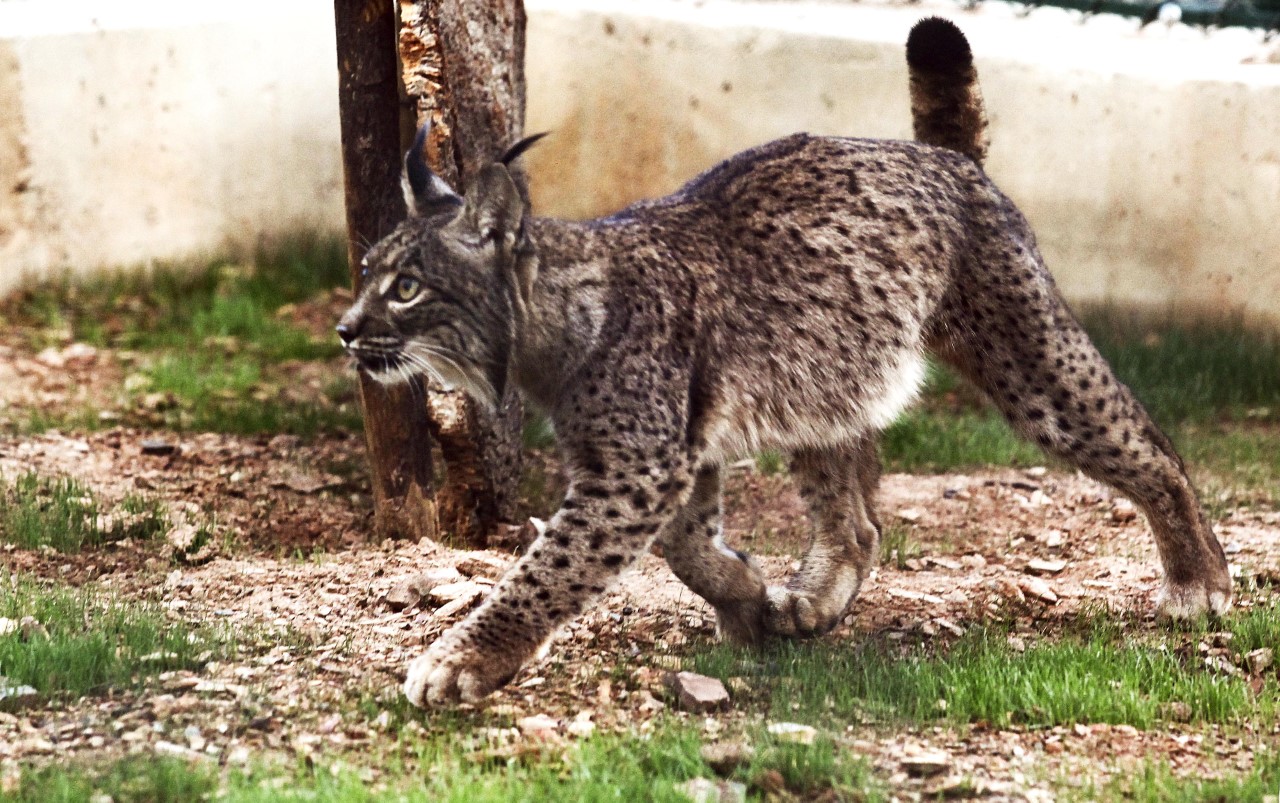 Sul Informação - Centro de Reprodução de Silves luta há dez anos contra a extinção do lince-ibérico