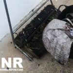 Sul Informação - Vidigueira: 11 detidos e 680 quilos de azeitona furtada apreendida