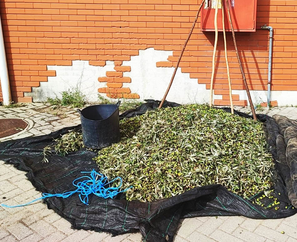 Sul Informação - GNR detém 6 suspeitos de furto e apreende 300 quilos de azeitona em Aljustrel e Vidigueira