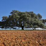 Sul Informação - Prémio Árvore Portuguesa do Ano entregue a azinheira secular de Mértola