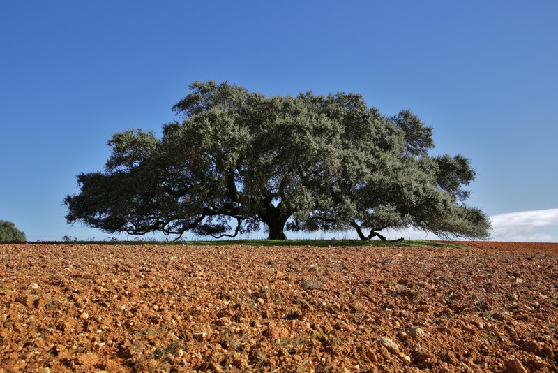 Sul Informação - Prémio Árvore Portuguesa do Ano entregue a azinheira secular de Mértola