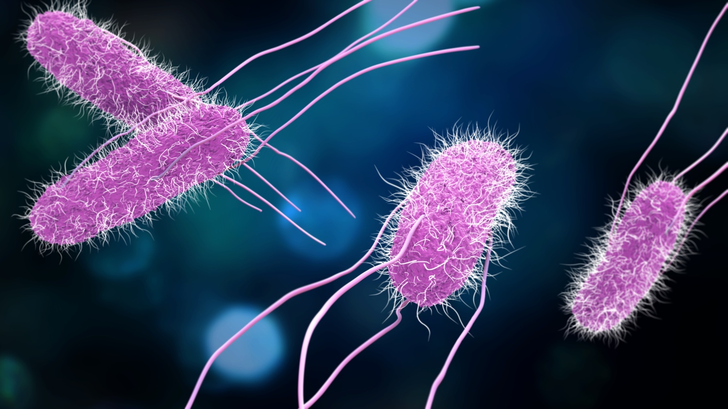 Sul Informação - Cientistas descobrem novo mecanismo responsável pela disseminação da infeção pela bactéria Salmonella