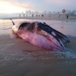 Sul Informação - Baleia-anã de 10 metros dá à costa já morta na Praia da Rocha