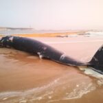 Sul Informação - Baleia-anã de 10 metros dá à costa já morta na Praia da Rocha