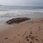 Sul Informação - Baleia-anã dá à costa já morta na praia dos Três Irmãos [com fotos]