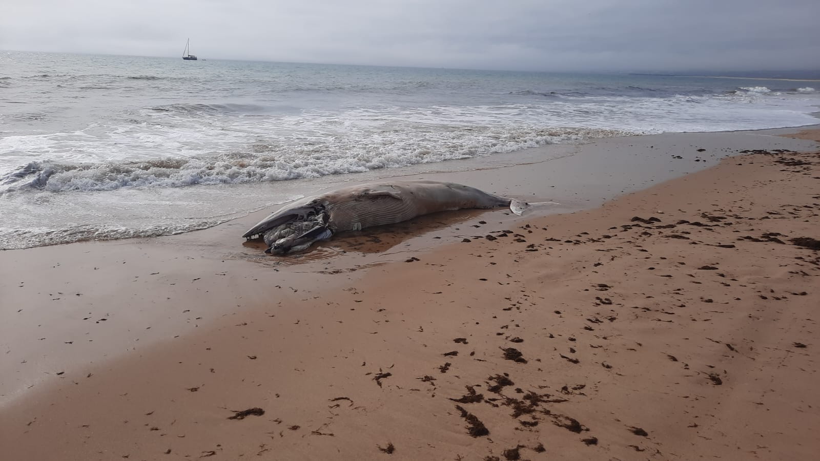 Sul Informação - Baleia-anã dá à costa já morta na praia dos Três Irmãos [com fotos]