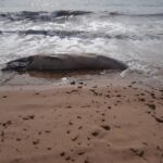 Sul Informação - Baleia-anã dá à costa já morta na praia dos Três Irmãos [com fotos]