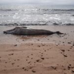 Sul Informação - Baleia-anã dá à costa já morta na praia dos Três Irmãos [com fotos]