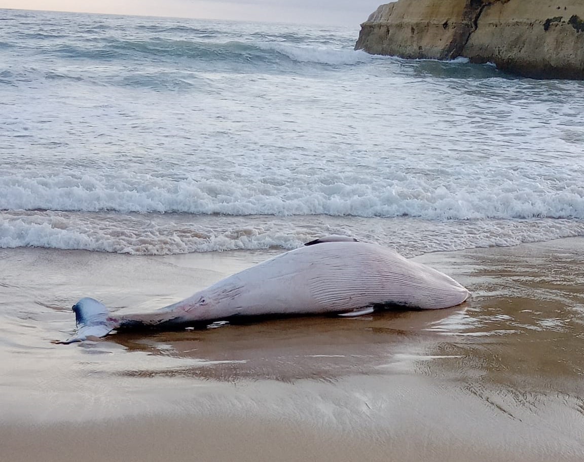 Sul Informação - Baleia-anã e golfinho dão à costa em Portimão
