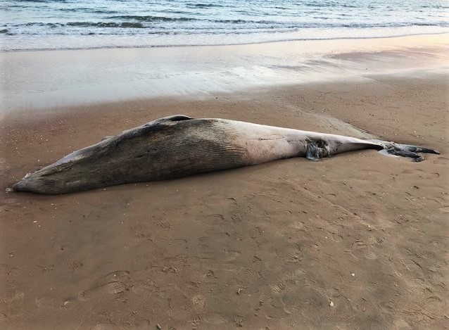 Sul Informação - Baleia anã morta dá à costa na praia da Manta Rota