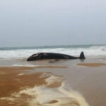 Sul Informação - Baleia-anã de 10 metros dá à costa já morta na Praia da Rocha