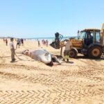 Sul Informação - Baleia que deu à costa em Albufeira, mas regressou ao mar foi detetada na Praia Grande