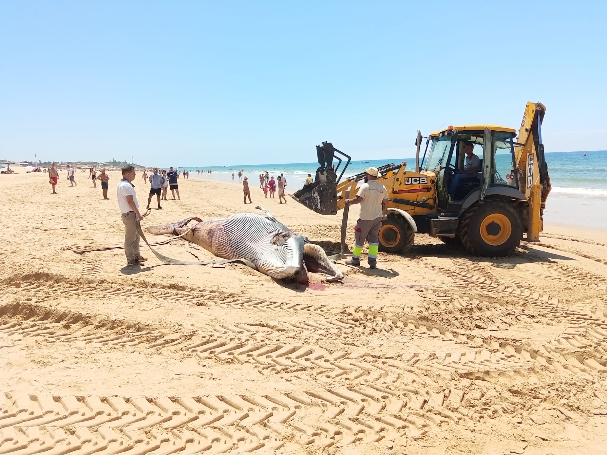 Sul Informação - Baleia que deu à costa em Albufeira, mas regressou ao mar foi detetada na Praia Grande