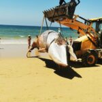 Sul Informação - Baleia que deu à costa em Albufeira, mas regressou ao mar foi detetada na Praia Grande