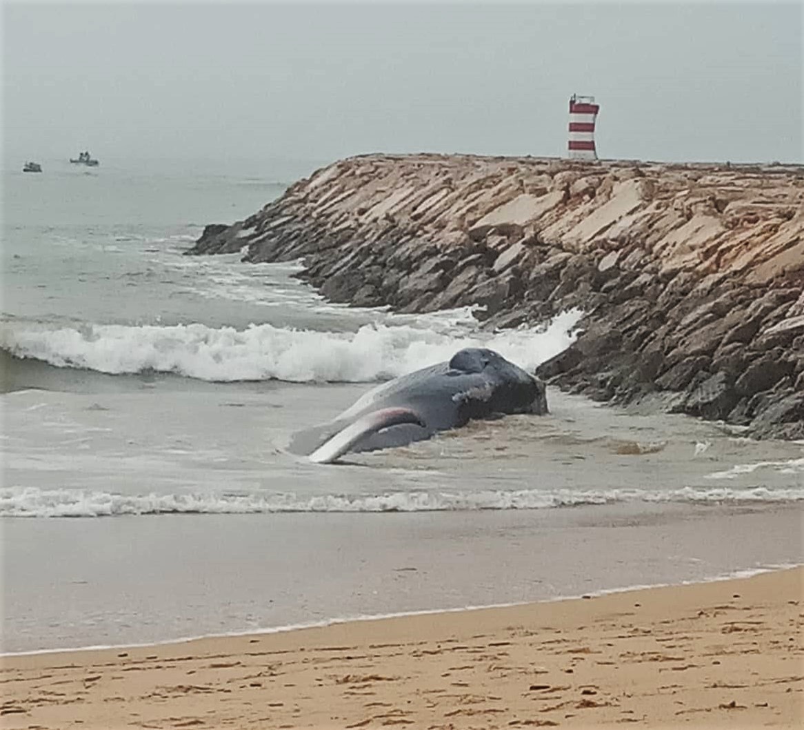Sul Informação - Baleia volta a dar à costa em Quarteira [com vídeo]