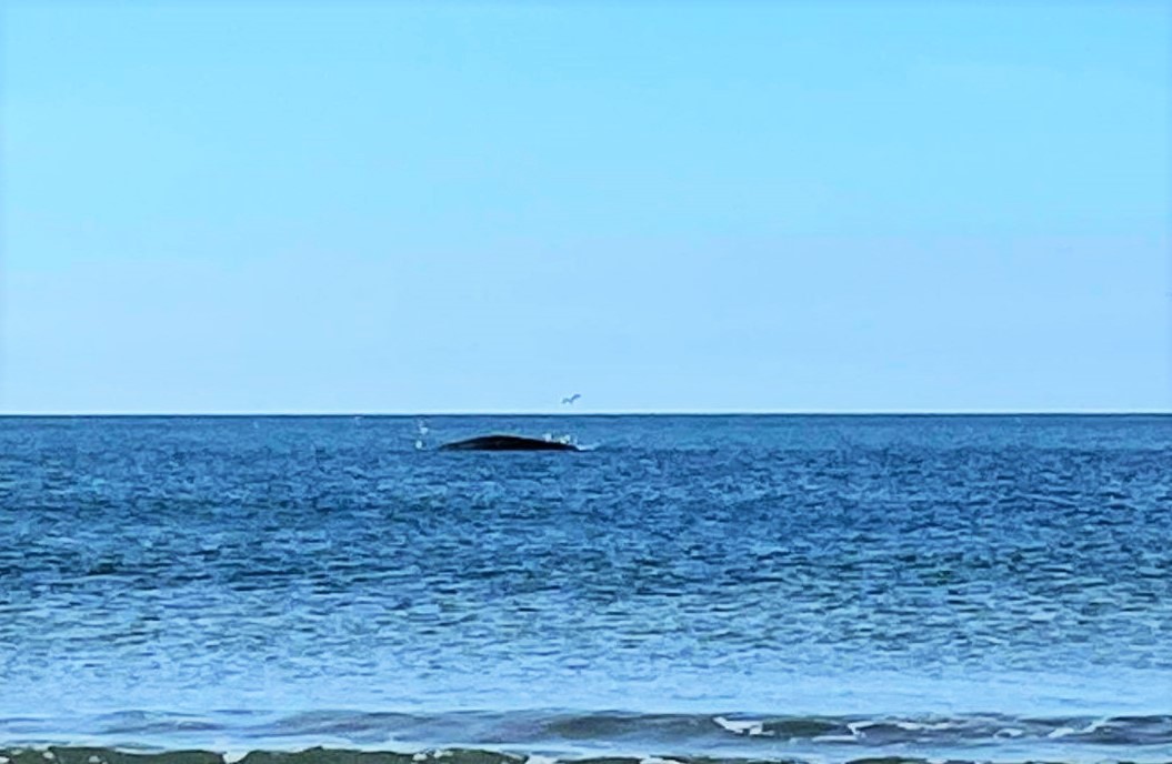 Sul Informação - Baleia morta de «grandes dimensões» encalhada na praia de Santo António