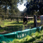 Sul Informação - Alunos de Montemor-o-Novo instalam barreira na estrada para ajudar o sapo-corredor
