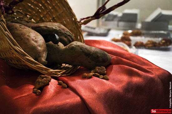 Sul Informação - Toneladas de batata doce à espera de ser compradas (e comidas) em Aljezur