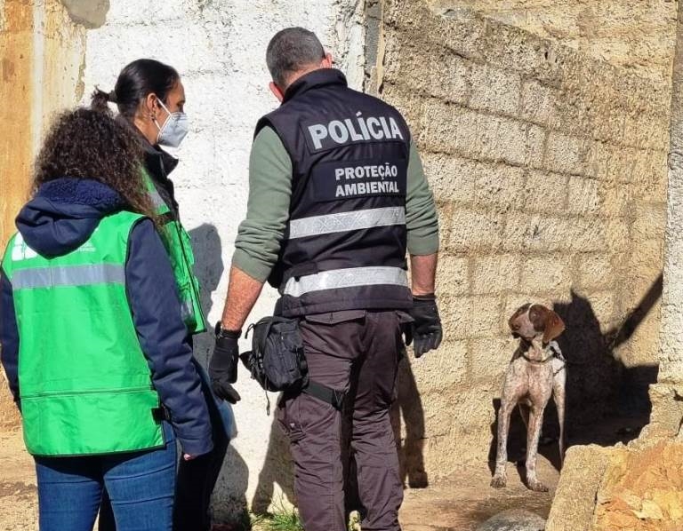 Sul Informação - Portimão: Ação de fiscalização retira 8 animais do Sítio do Poço Novo