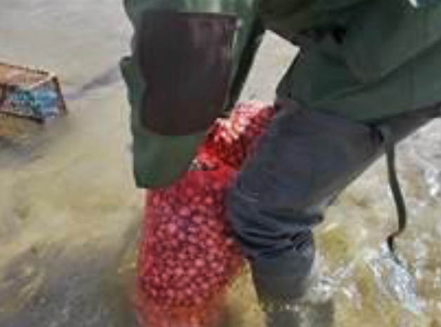 Sul Informação - 110 quilos de berbigão e 20 de ameijoa-cão apreendidos na Ria Formosa
