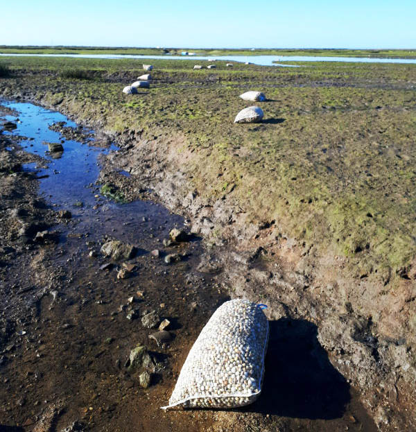 Sul Informação - Mais 700 quilos de berbigão apreendidos pela Polícia Marítima na Ria Formosa