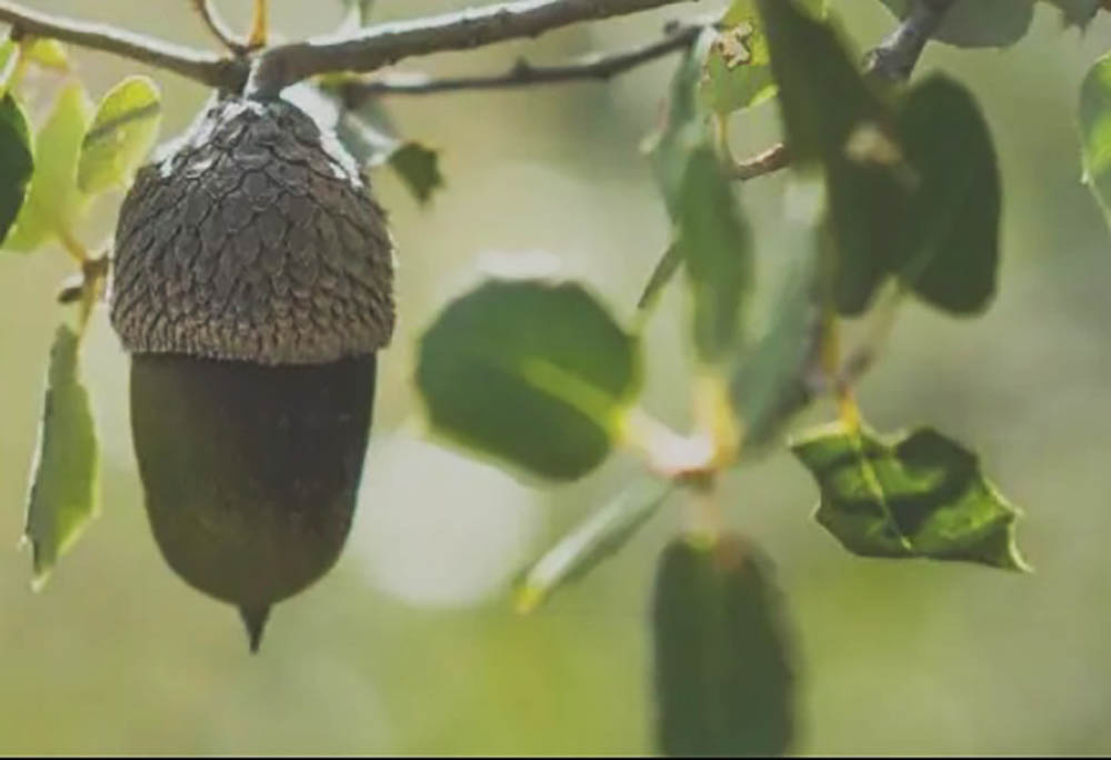 Sul Informação - Projeto OakFood mapeia produtores de bolota em Portugal