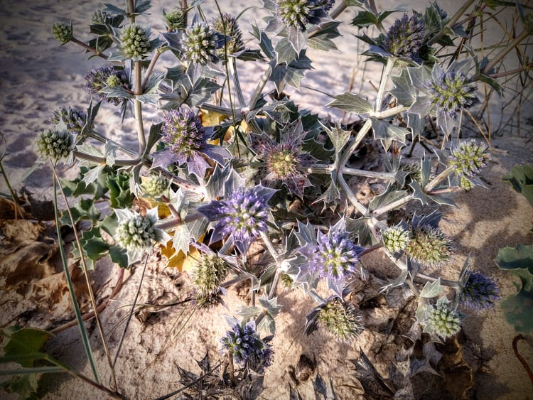 Sul Informação - Passeio dá a conhecer “Fauna e Flora nos sistemas dunares de Cacela”