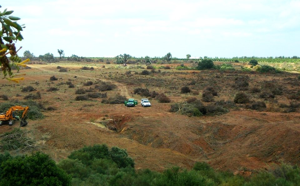 Sul Informação - Abate de árvores em zona protegida de Cacela autorizado pelo ICNF