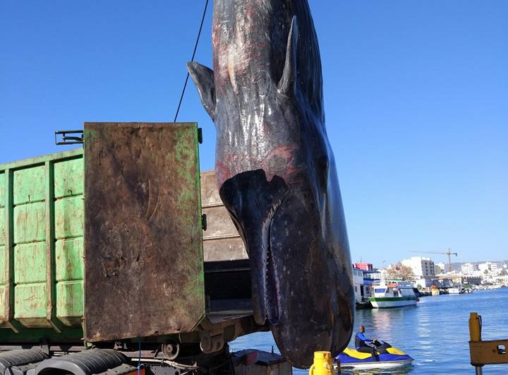 Sul Informação - Cachalote que ontem encalhou em Monte Gordo apareceu hoje morto na Armona