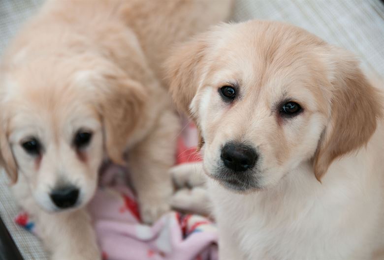 Sul Informação - Casal de falsos veterinários tinha clínica clandestina em Tavira