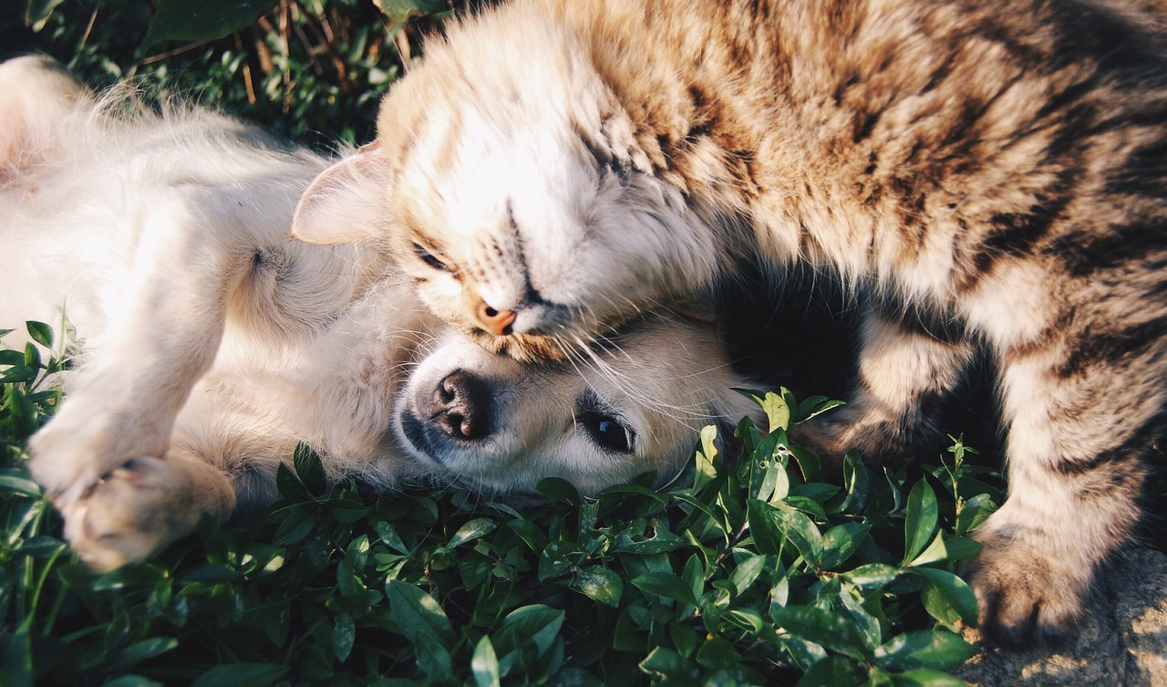 Sul Informação - Portimão apoia associações que vão esterilizar cães e gatos de rua