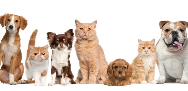 Sul Informação - Canil Municipal de Lagos promove campanha de castração gratuita de cães e gatos