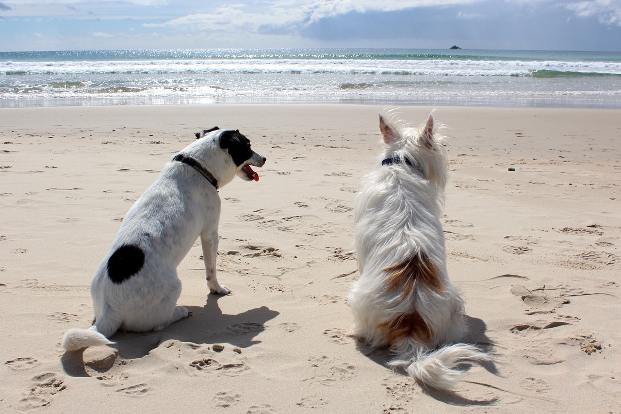 Sul Informação - Aliança ataca o PAN: cães nas praias é ideia «descabida»
