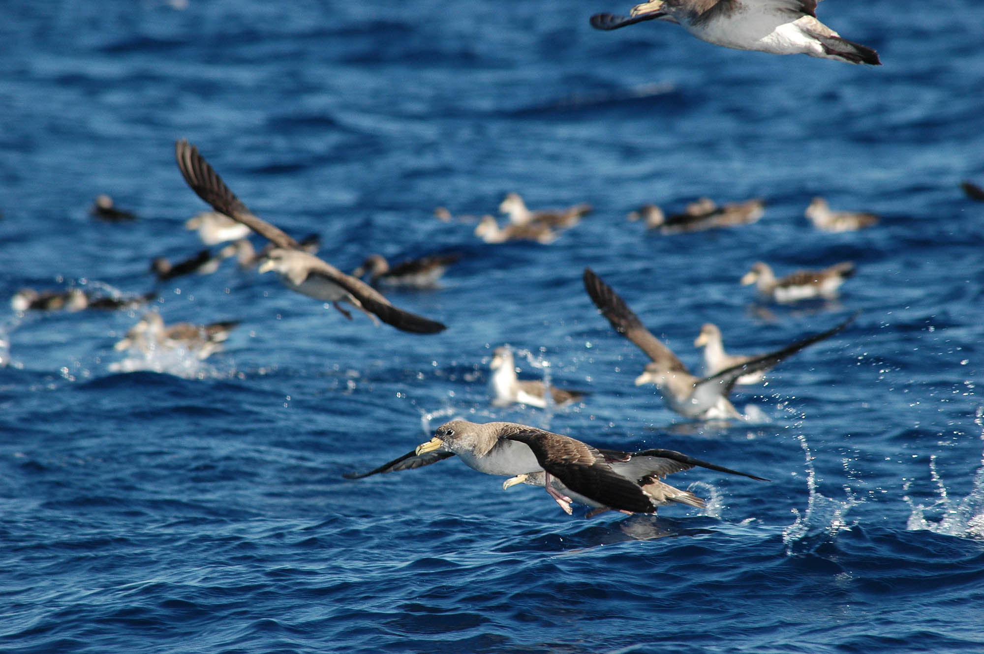 Sul Informação - Sabia que há um “restaurante” que as aves portuguesas viajam milhares de quilómetros para visitar?