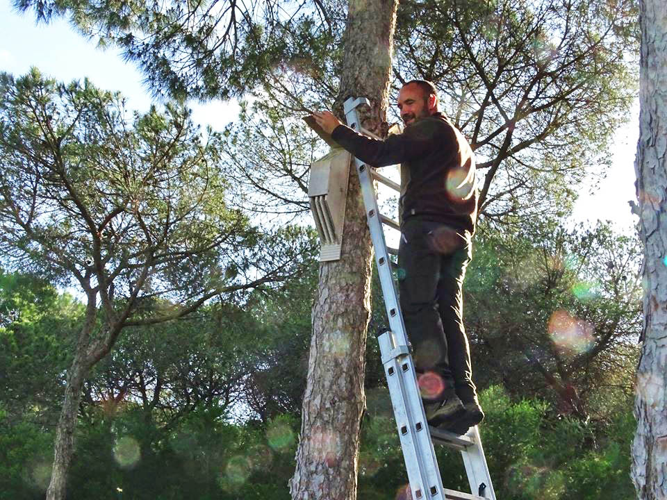 Sul Informação - Vilas e cidades do Algarve vão ter «alojamento local para aves»