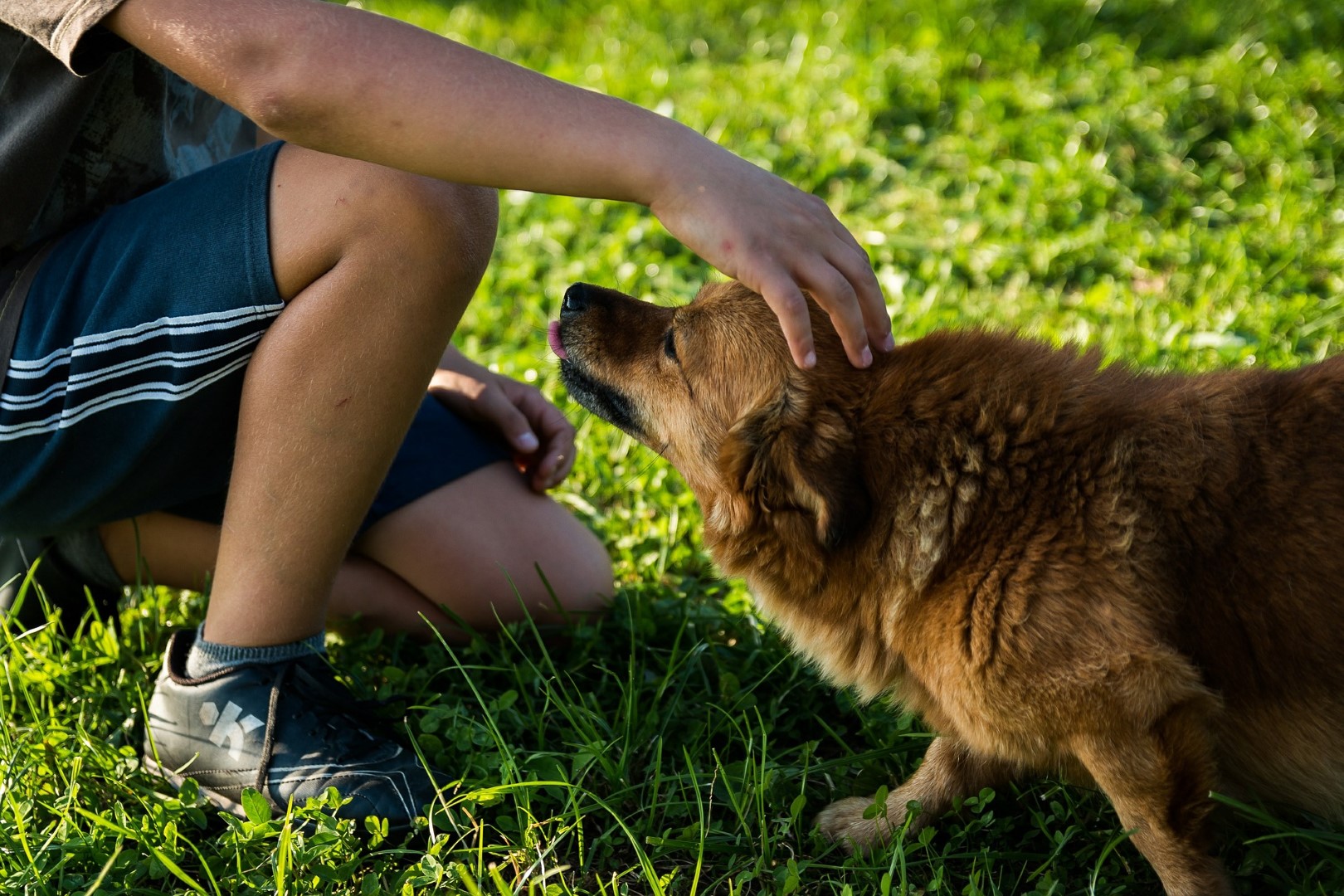 Sul Informação - São Brás de Alportel recebe Taça de Portugal de Obediência Desportiva