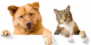 Sul Informação - Lagos lança campanha «Amar é Cuidar» de sensibilização para o bem-estar animal