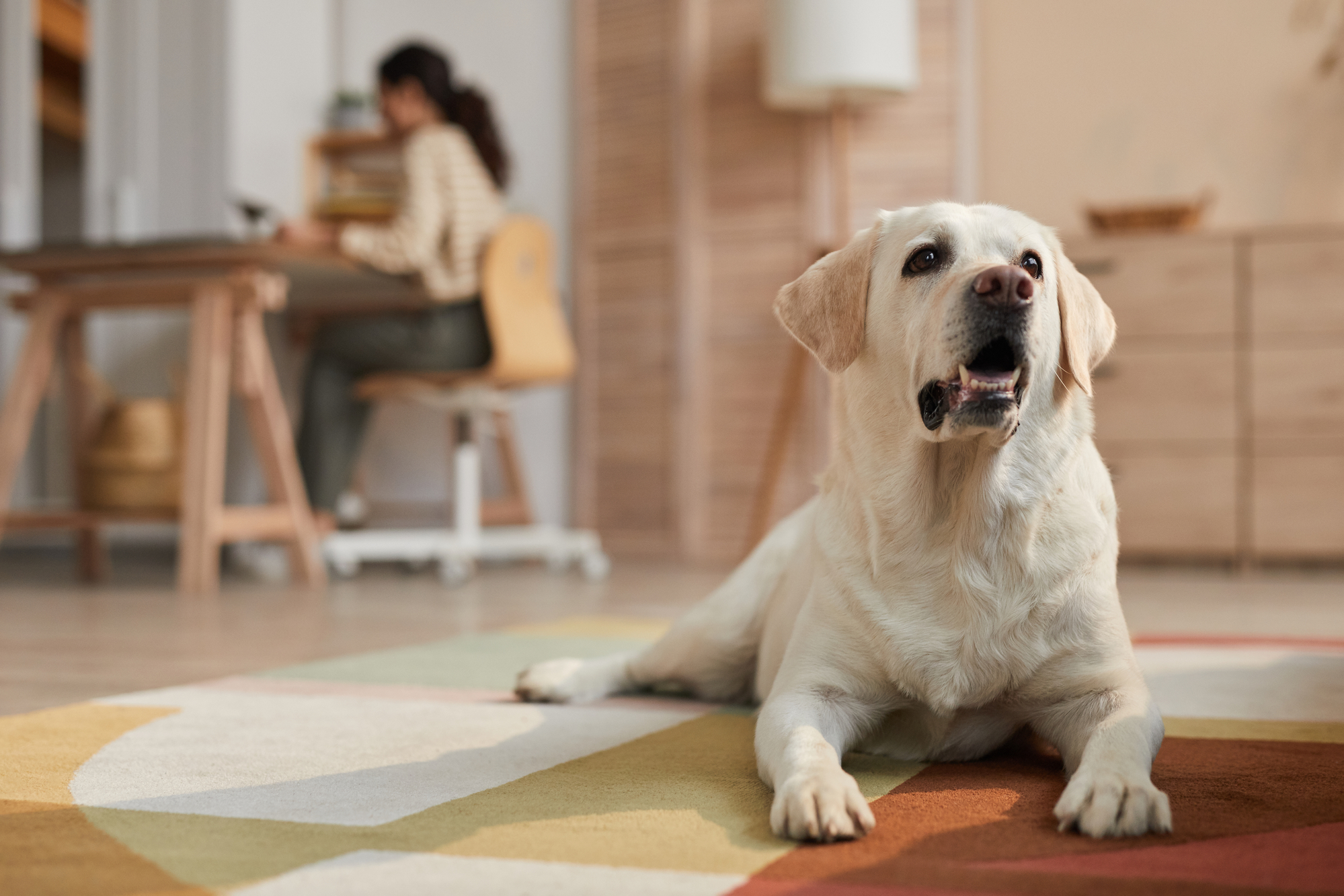 Sul Informação - Hoje é Dia de Levar o Cão para o Trabalho