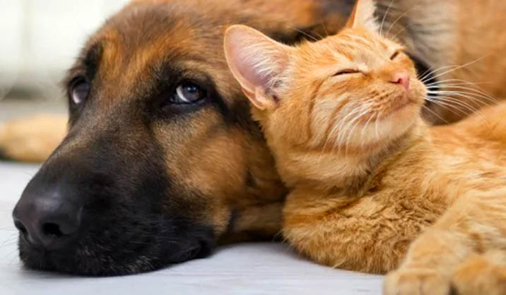 Sul Informação - Faro avança com projeto-piloto para promover bem-estar animal junto da população vulnerável