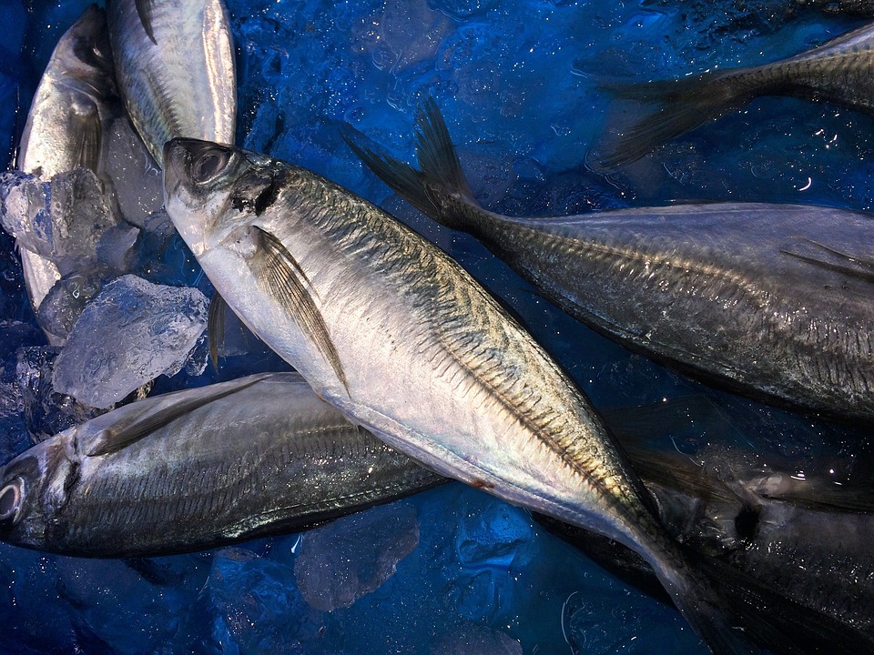 Sul Informação - Docapesca mostra que comer carapau «é boa onda»