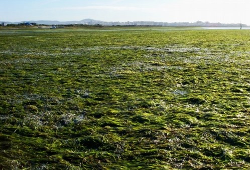 Sul Informação - Investigador do CCMar participa em estudo sobre o carbono azul