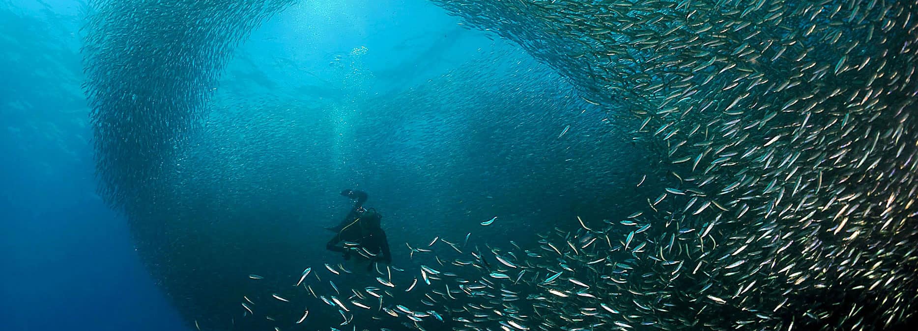Sul Informação - Alterações climáticas: estudo deteta mecanismos de adaptação na sardinha ibérica